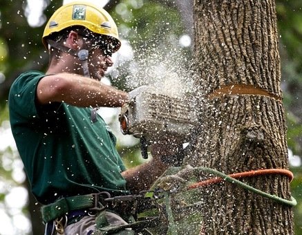 tree-removal-process-maryville-tn.webp Professionals do tree removal in Maryville, Tennessee